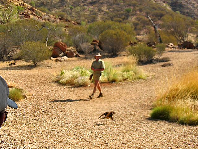 A 291 Alice Springs - Desert Park.jpg